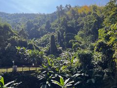 -西双版纳原始森林公园