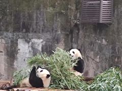 -成都动物园