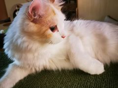 -猫和宫(六道口店)