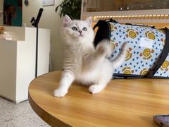 -柚子猫舍·精品猫舍购猫·猫咪认养·购宠·宠物店