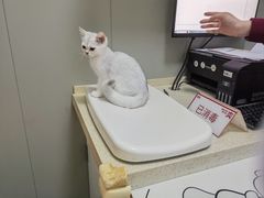 -伟伟宠物医院·瑞派猫友好医院·猫科(光谷店)