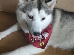 -Husky Go! 哈士奇体验馆·宠物咖啡厅狗咖