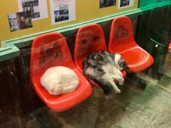 -猫咪博物馆(顶澳仔猫街店)