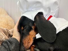 -汪说·狗咖·拼豆·宠物周边DIY(旺城大厦店)
