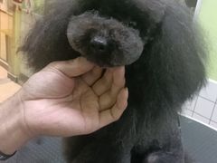 -沐沐家宠物(成寿寺店)