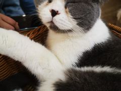 -共舞时光猫咖·狗咖(新街口店)