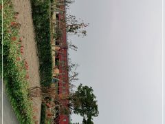 -菊园百果园