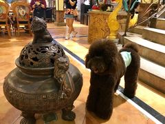 -more than meow吴止猫主题餐厅(承德 中船汇店)