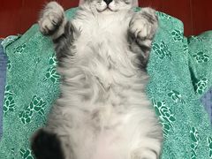 -派特宠物医院(圆融广场店)