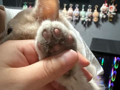 -翊宠yipet猫狗购宠庄园