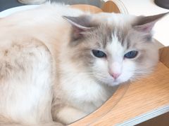 -飞行喵MR PILOT|猫舍·猫咖(静安大融城店)