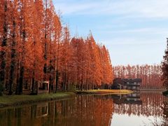 -黄海国家森林公园