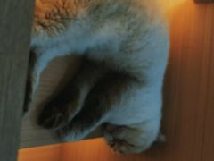 -喵园·猫主题咖啡厅·撸猫·猫咖(国贸店)