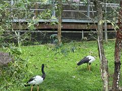 -新加坡飞禽公园