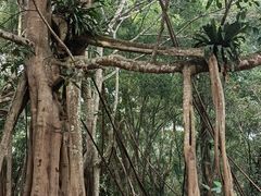 -中国科学院西双版纳热带植物园