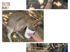 -费瑟代尔野生动物园