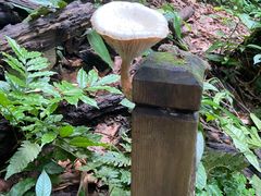 -西双版纳原始森林公园