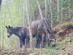 -林坑古村落
