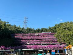 -深圳仙湖植物园