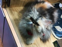 -屋虎猫馆(宝安大仟里店)