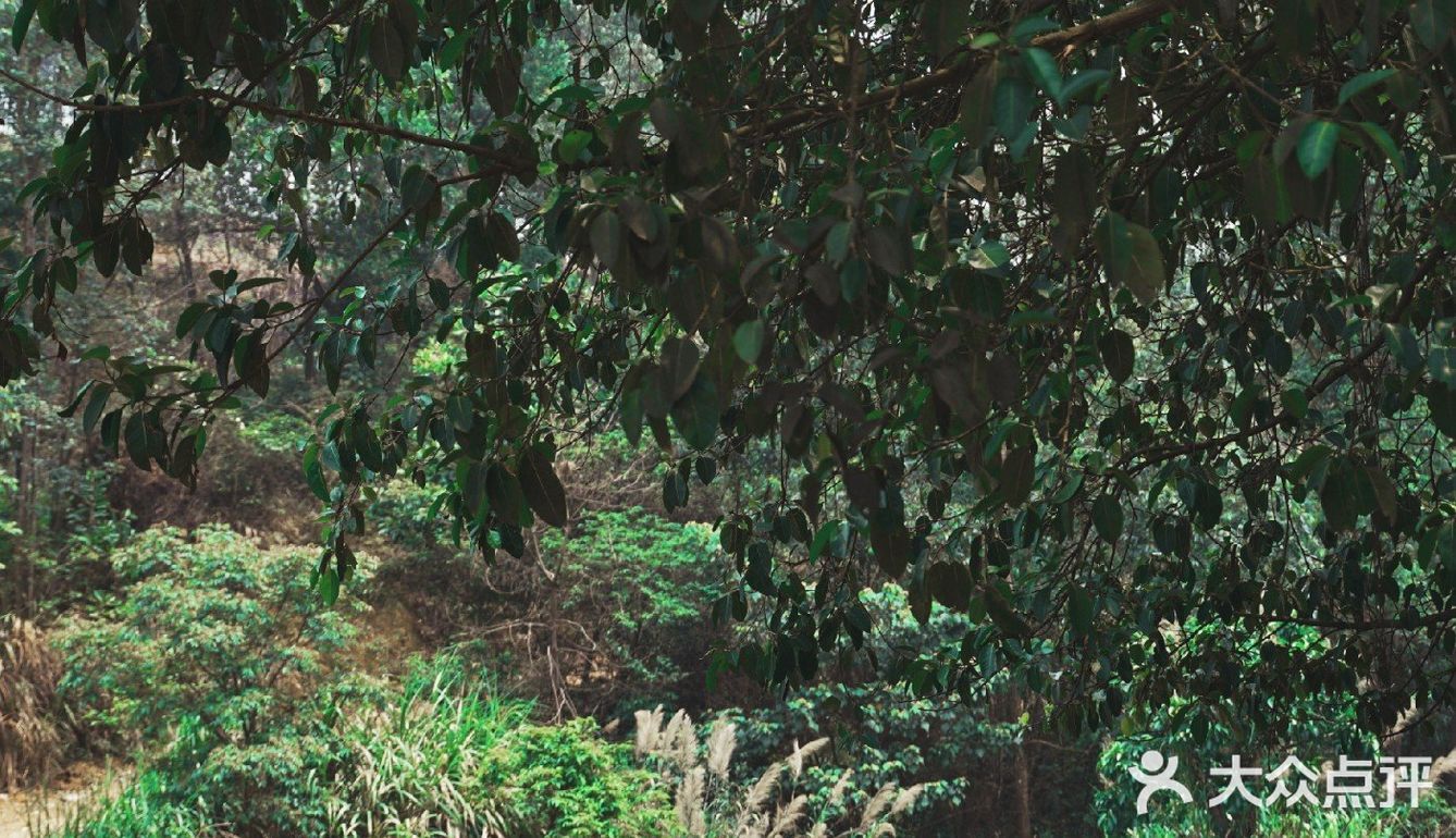 0元广州周边游🌟小众秘境六片山（附机位推荐）