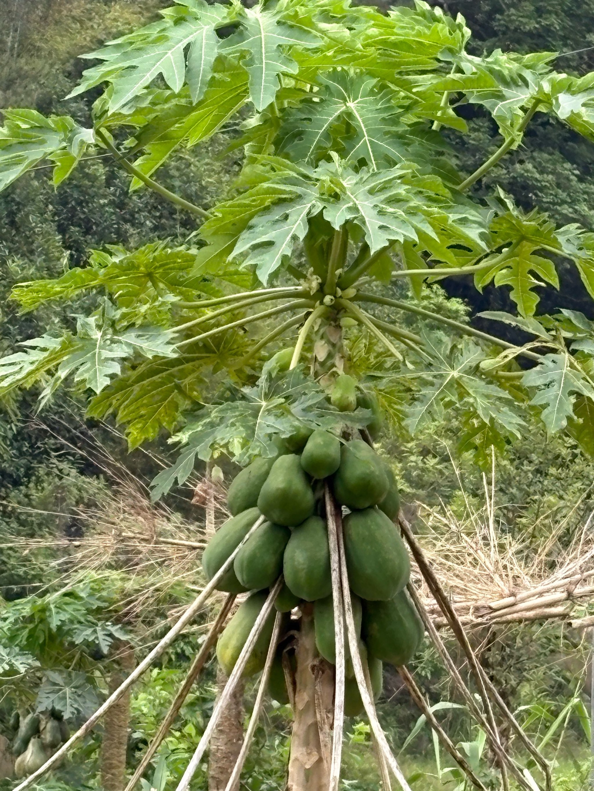 很多人没见过的水果:木瓜