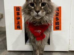 -楼上猫咖(罗湖店)