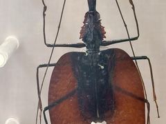 -国家自然博物馆