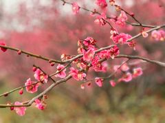 -超山青莲寺
