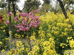 -南汇桃花村