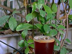 -豆舞咖啡(民乐路店)