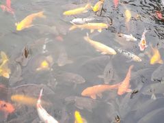 -大连铭湖国际观光牧场