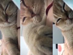 -猫大福·Fortune Cat猫舍(百子湾店)