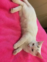 -尚美日式美甲美睫工作室