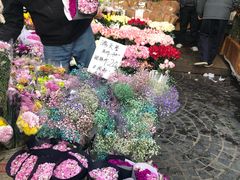 -曲阳花鸟市场(曲阳路店)