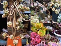 -青石桥花鸟鱼虫市场(叠翠城店)