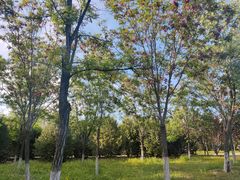 -永定河休闲森林公园