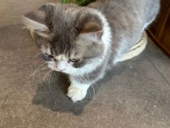 -飞行喵MR PILOT|猫舍·猫咖(静安大融城店)