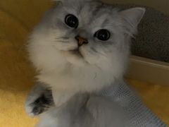 -创凡宠物医院·骨专科  猫科中心(西乡分院)