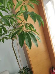 -HEYAN荷妍专业脱毛连锁机构