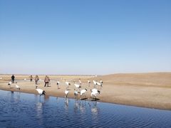-黑龙江扎龙生态旅游区