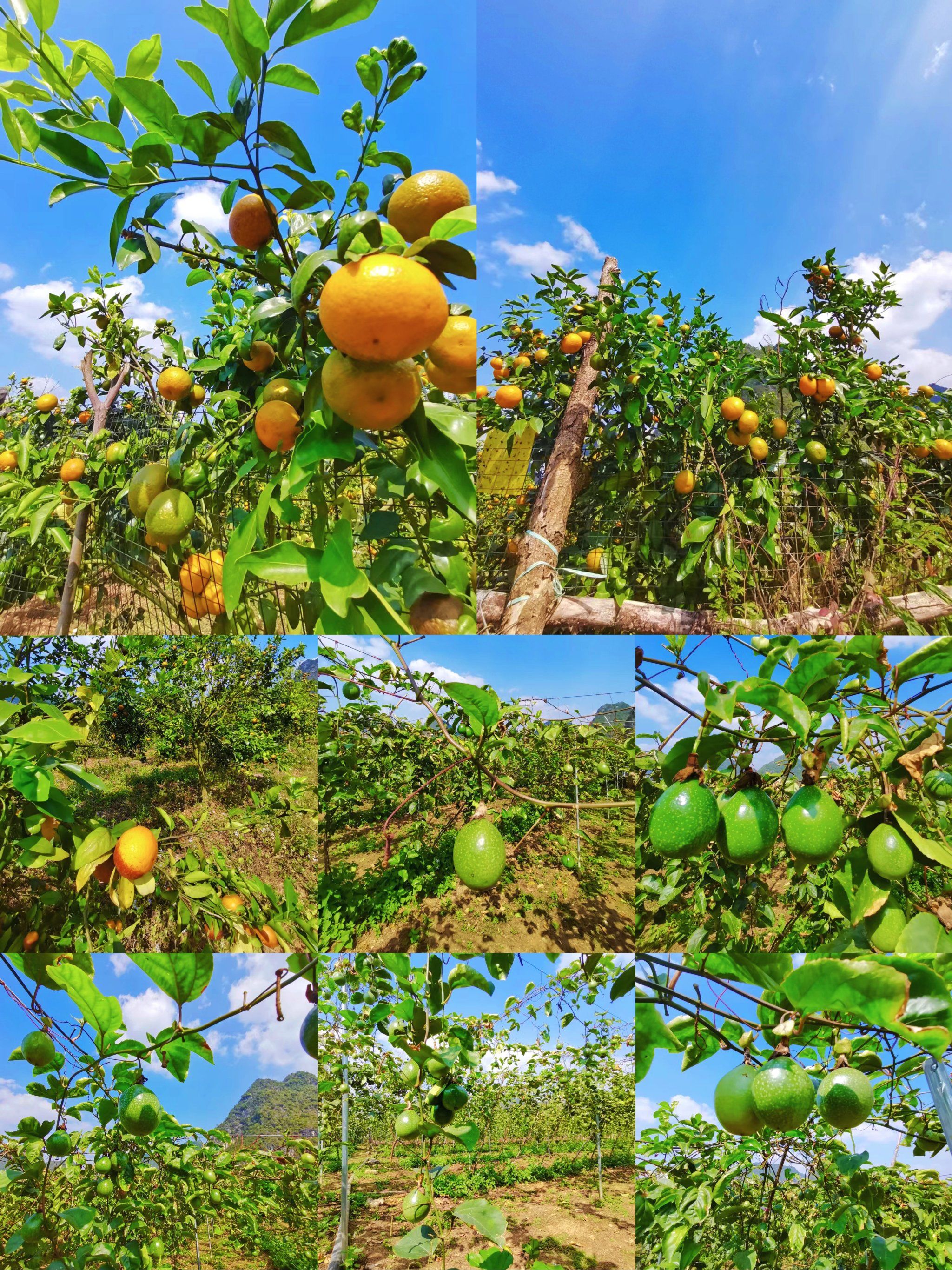 明媚果园采摘乐