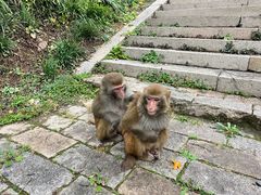-苏州上方山国家森林公园