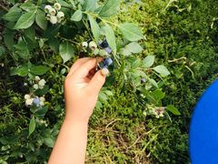 -金谷域澳洲庄园