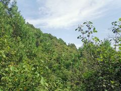 -北京西山国家森林公园