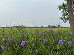 -嘉北郊野公园