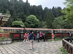 -阿里山神木遗迹