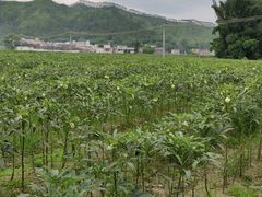 -粤秀古树庄园