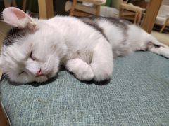 -藏猫猫咖啡主题馆(中央大道店)