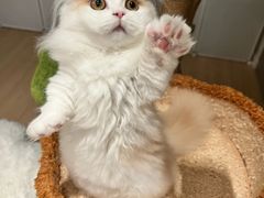 -欣宠猫屋·矮脚拿破仑·蓝金金渐层